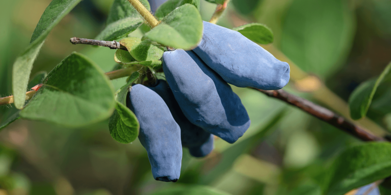 Что такое жимолость, чем она полезна и как её есть